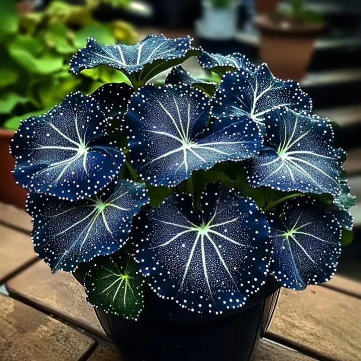 🌿Rare Mid-Night Hosta Flowers seeds (pack of 7 colours)