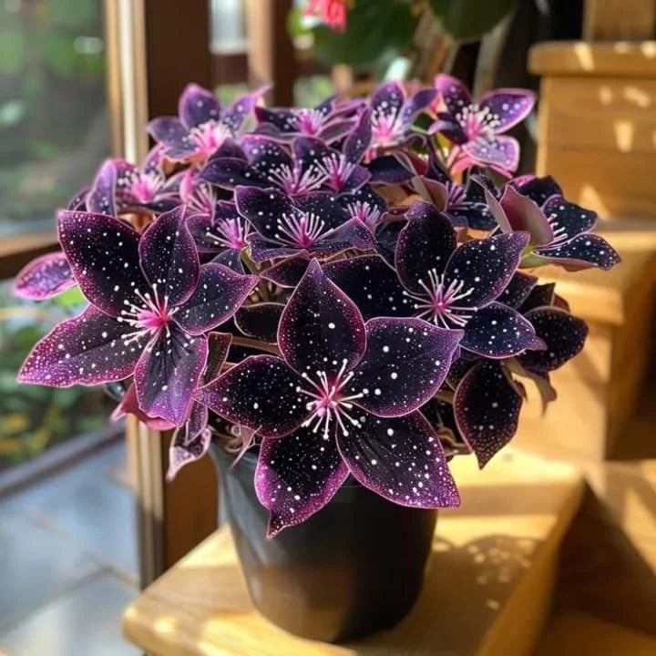🌿Rare Mid-Night Hosta Flowers seeds (pack of 7 colours)