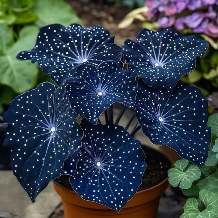 🌿Rare Mid-Night Hosta Flowers seeds (pack of 7 colours)
